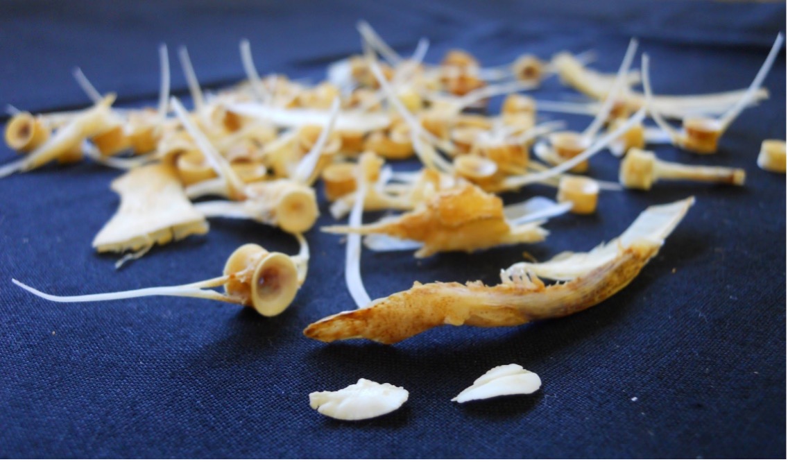 Ancient salmon otoliths and vertebrae from the Feather River. Photo credit: Jelmer Eerkens