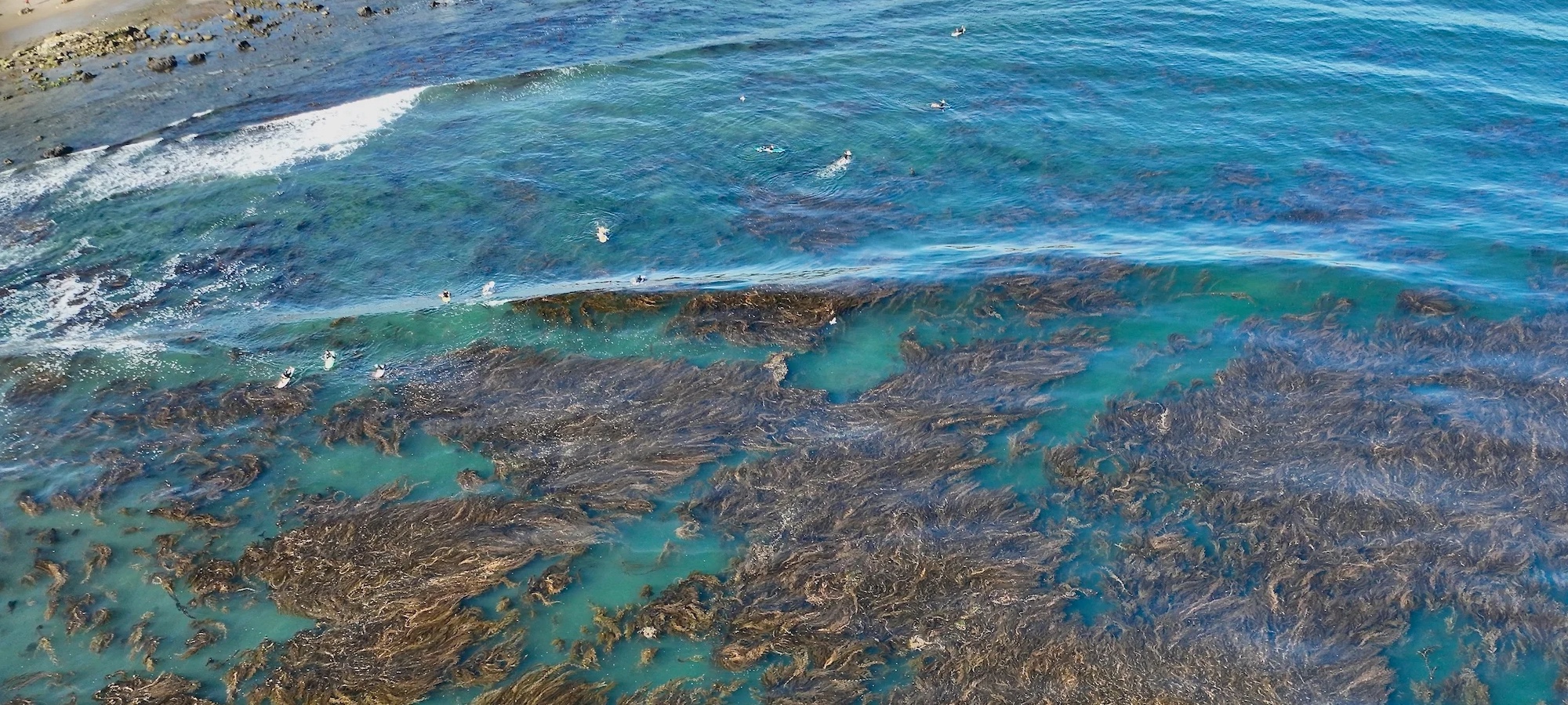 View of ocean from above with kelp. 