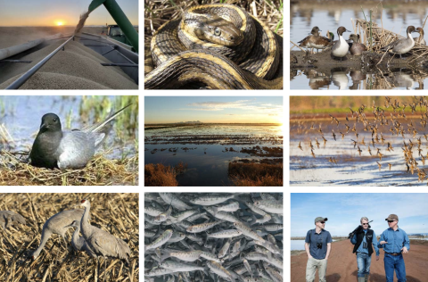 Array of images for: A Conservation Footprint for California Rice