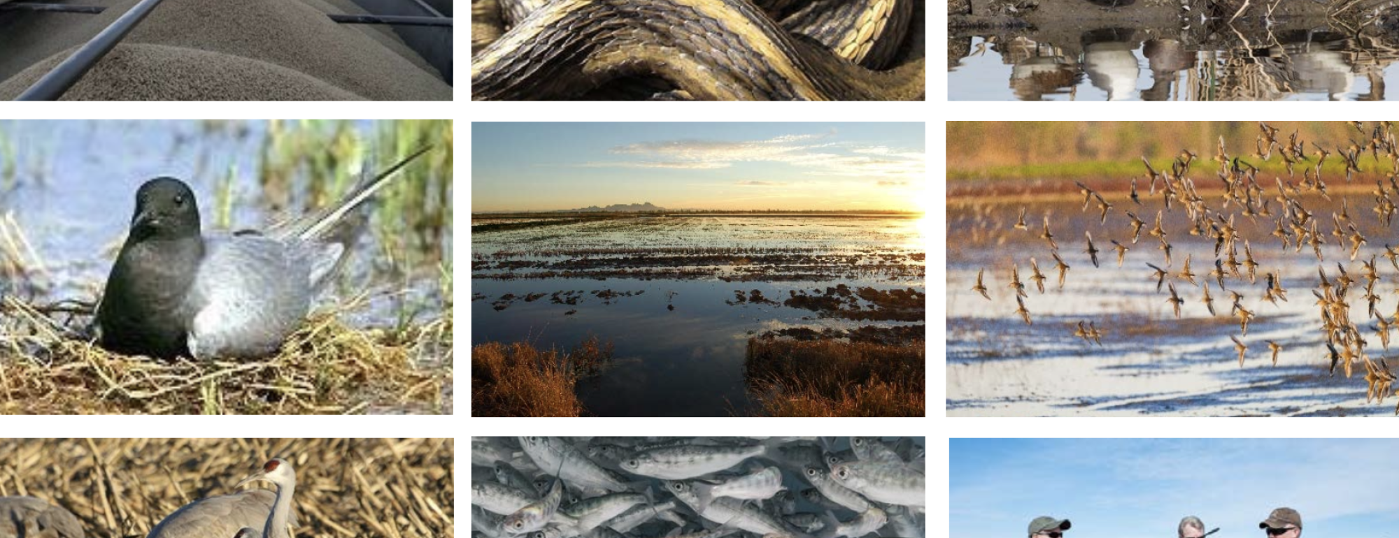 An array of pictures for "A Conservation Footprint for California Rice Acres, locations, and management practices of ricelands to support multiple species of wildlife in the Central Valley, California"