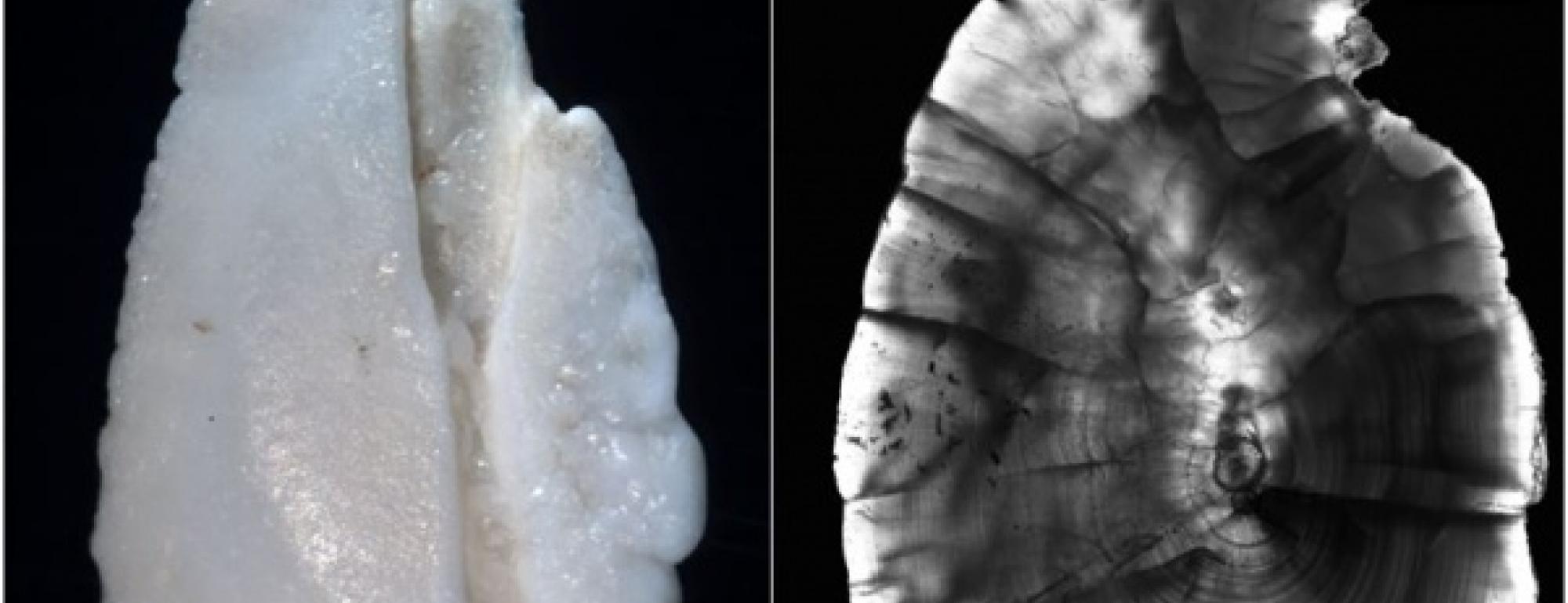 whole versus sectioned otoliths