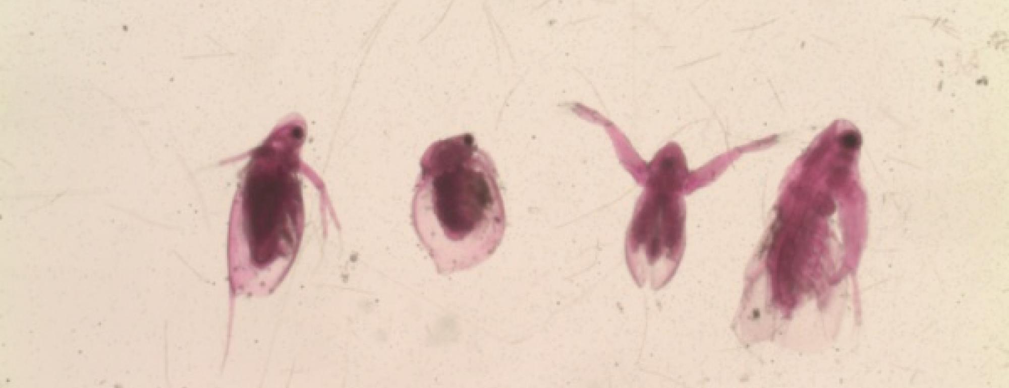 Zooplankton close up