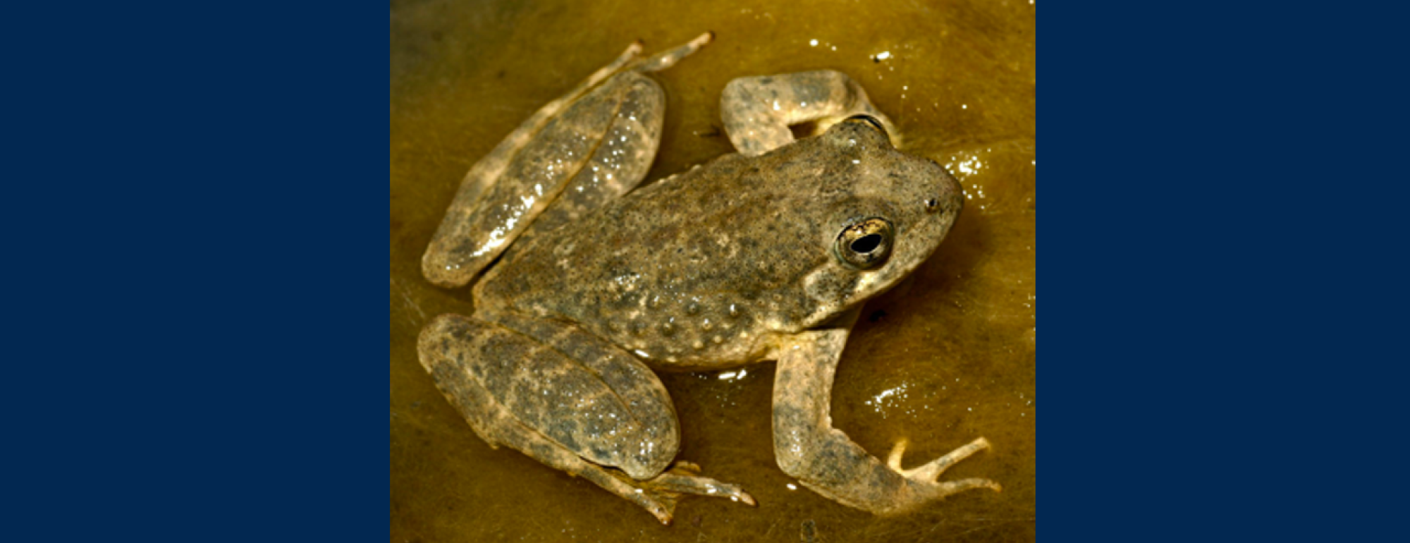 Pulsed Flow Effects on Foothill Yellow-legged Frog