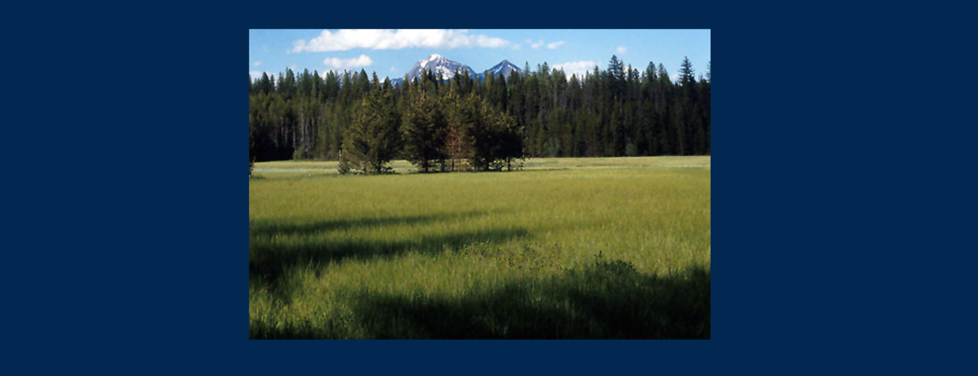 mt meadow