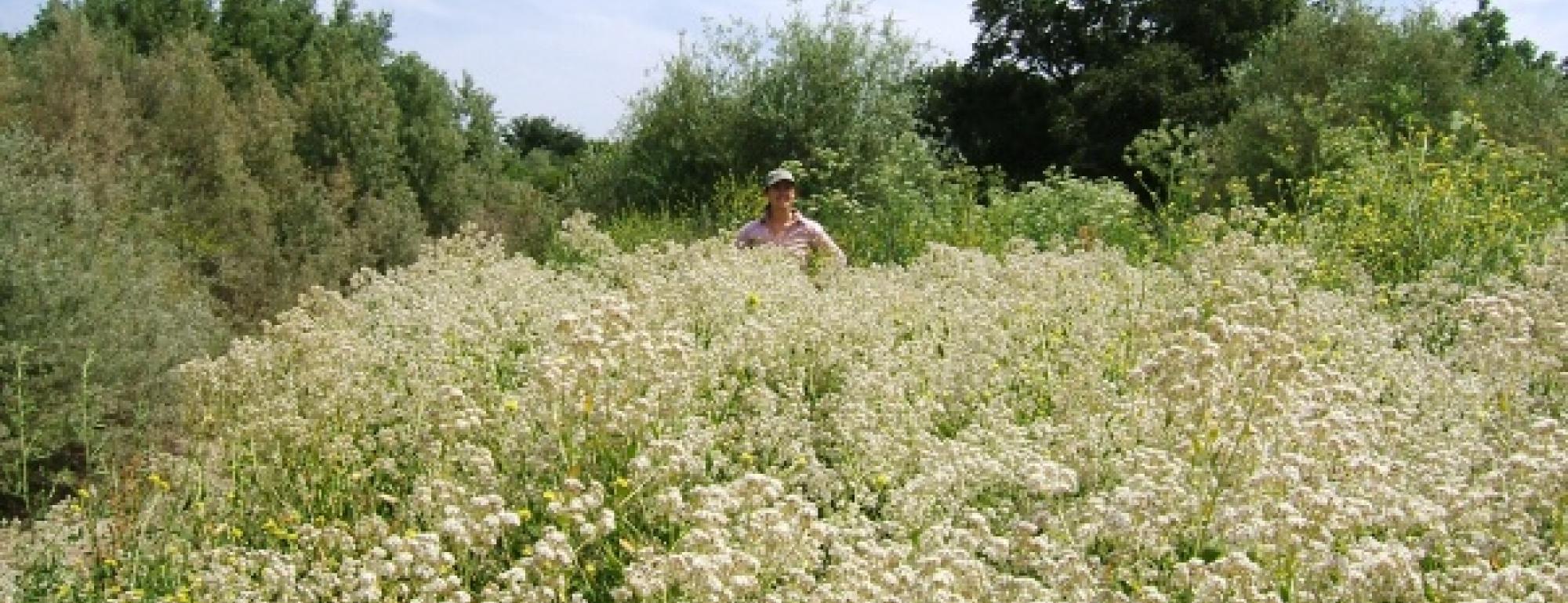 Researcher amongst Pepperweed