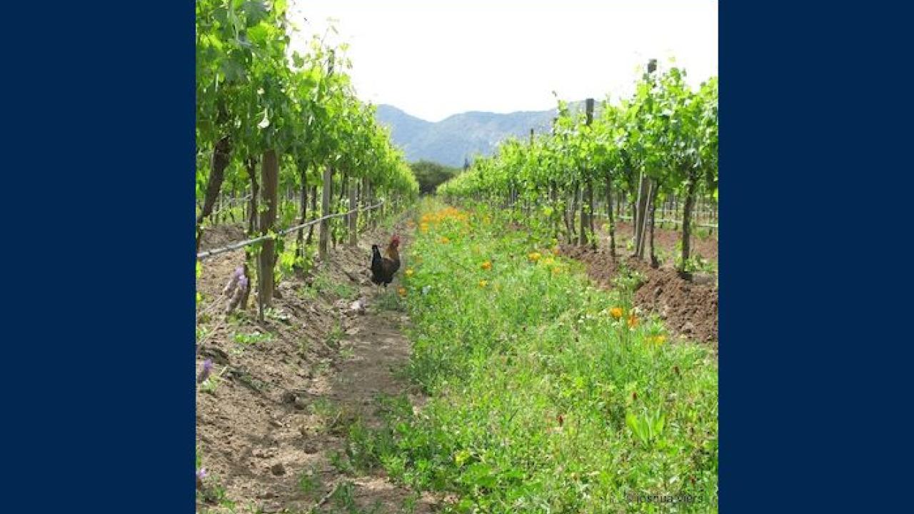 Rooster in a vineyard