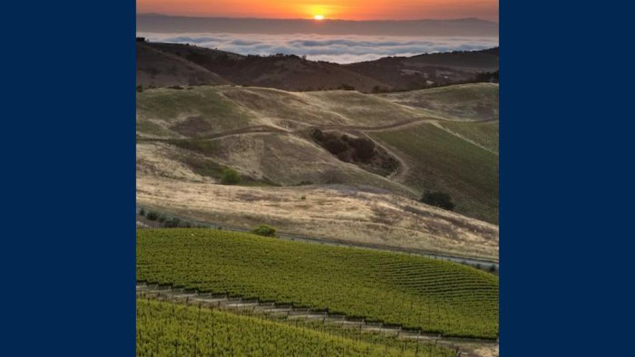 Vineyards with a sunset in the distance