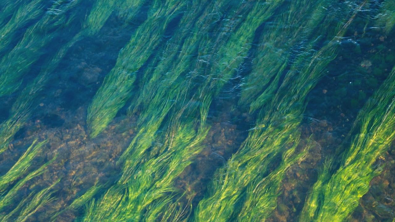 green plants under water in a stream