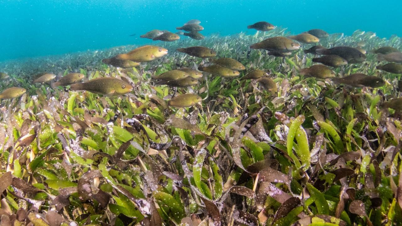 Shallow turquoise water over seagrass meadow with green blades and small silvery fish