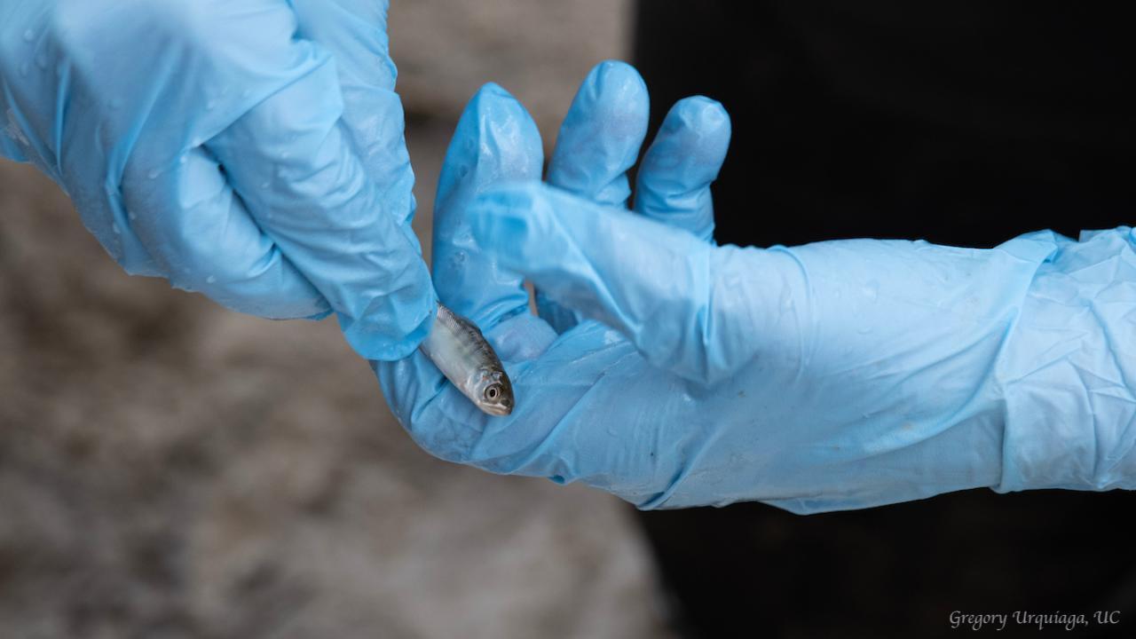A juvenile salmon being held by a gloved hand.