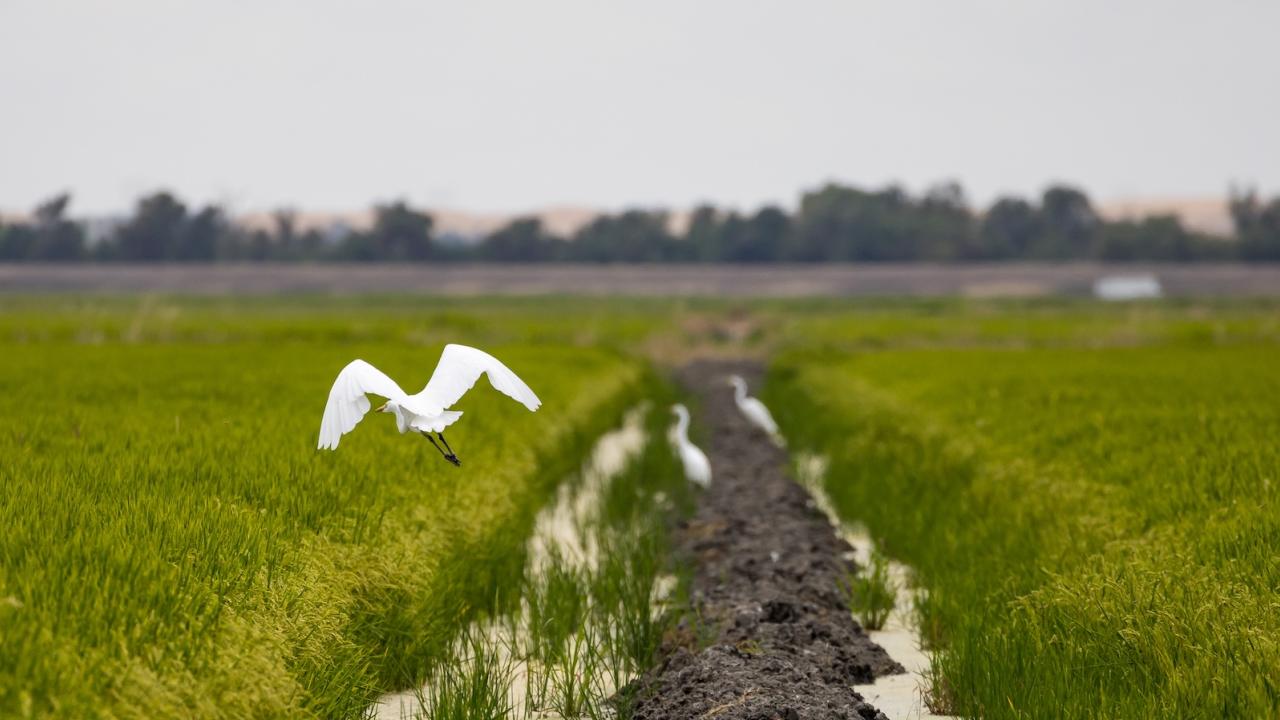 Egret