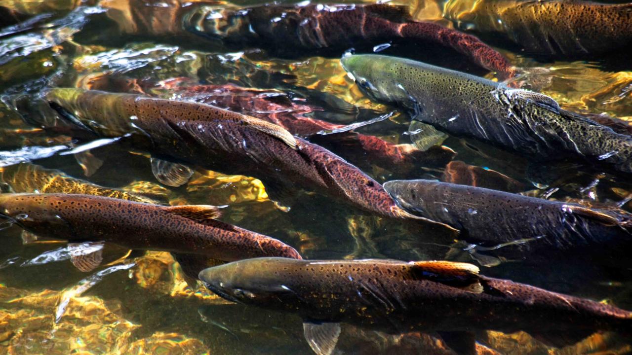 CWS_Chinook_Salmon