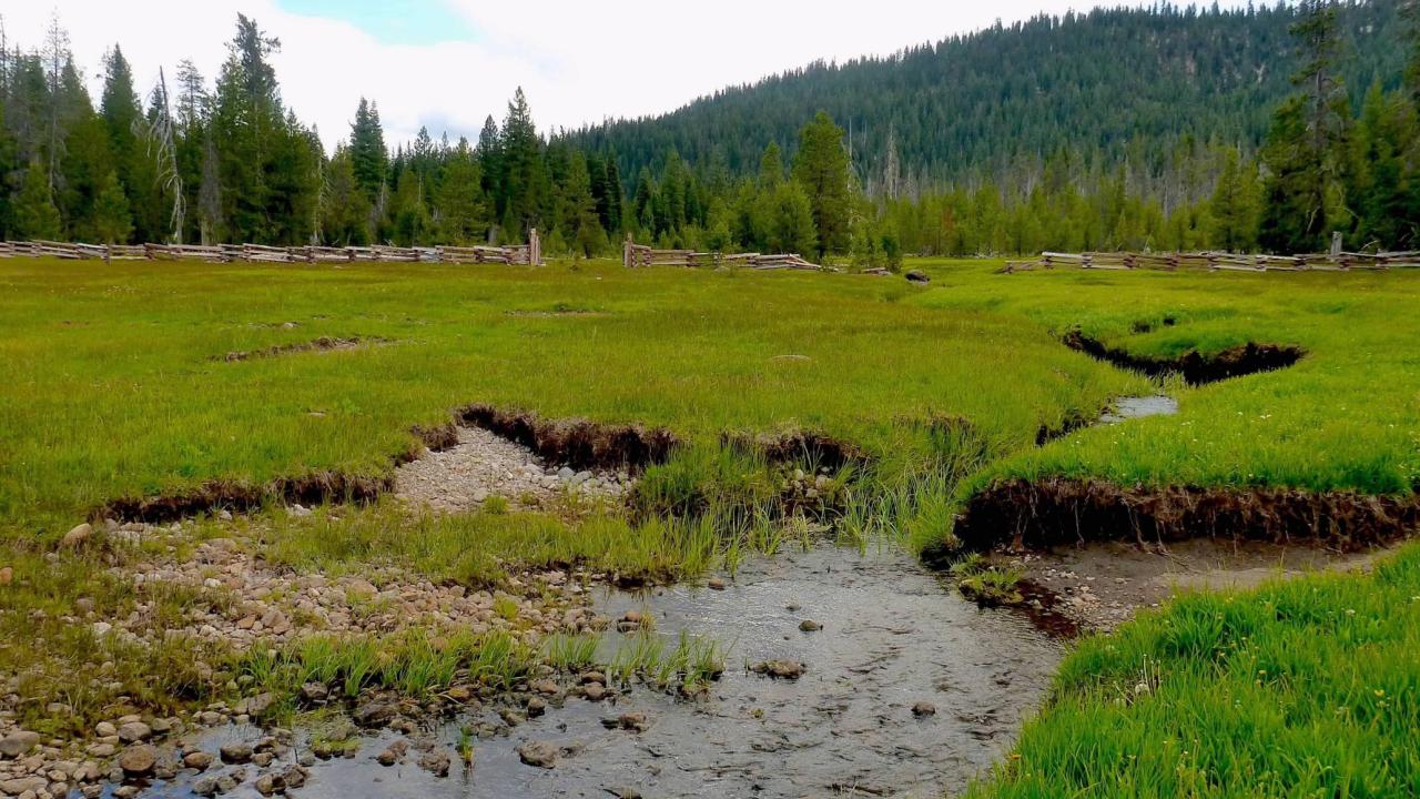 Childs Meadow; a stream meanders through a lush green mountain meadow.