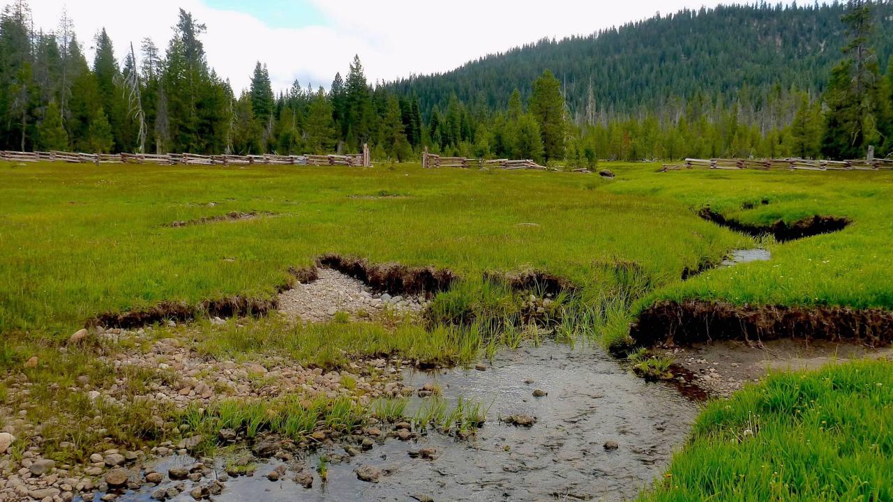 Childs Meadow; a stream meanders through a lush green mountain meadow.