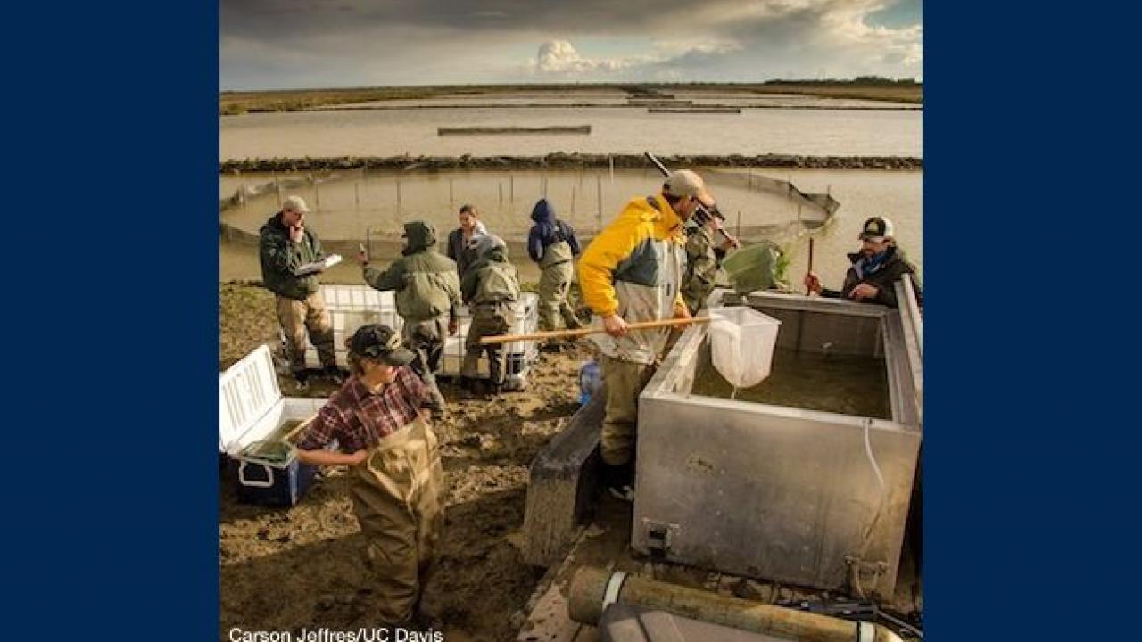 Researchers at Knaggs Ranch