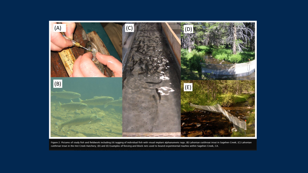 Pictures of Lahontan cutthroat trout fieldwork
