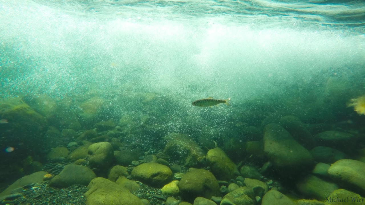 a Juvenile Chinook Salmon underwater