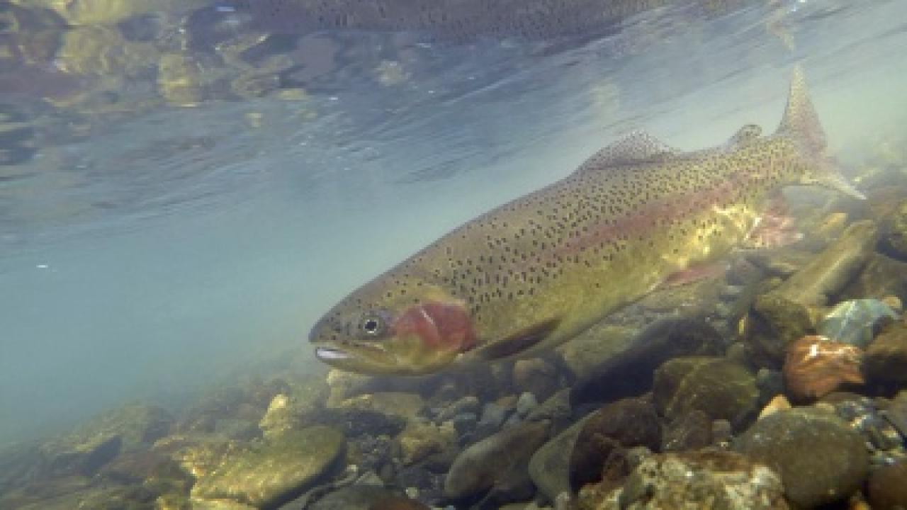 Spawning Rainbow Trout