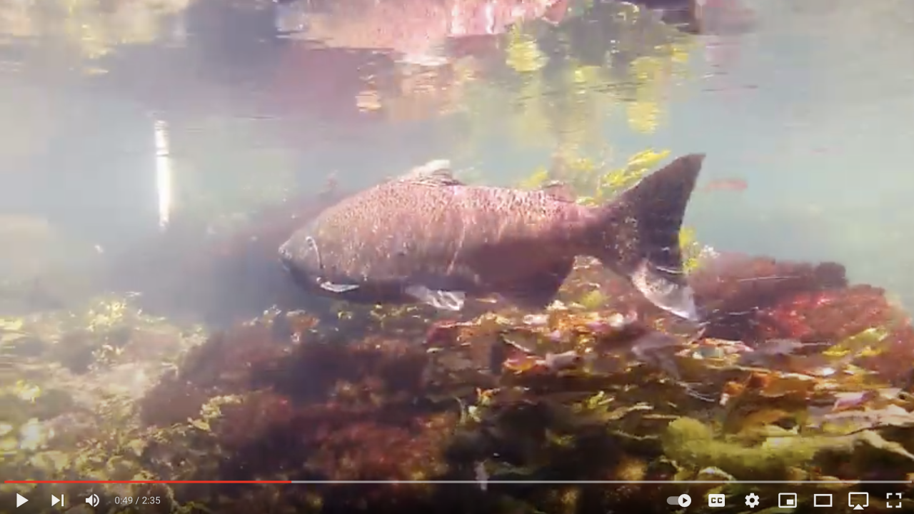 Salmon in Little Shasta River