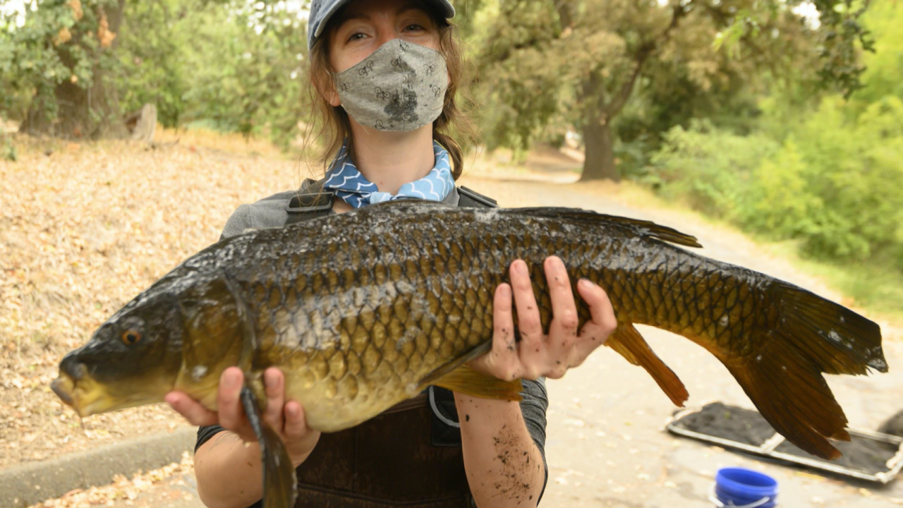 Kim Luke holding a carp from the UCD Arboretum