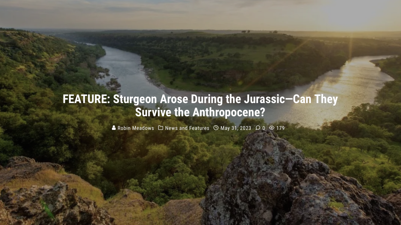 Banner for Maven's Notebook feature on sturgeon (https://mavensnotebook.com/2023/05/31/feature-sturgeon-arose-during-the-jurassic-can-they-survive-the-anthropocene/)