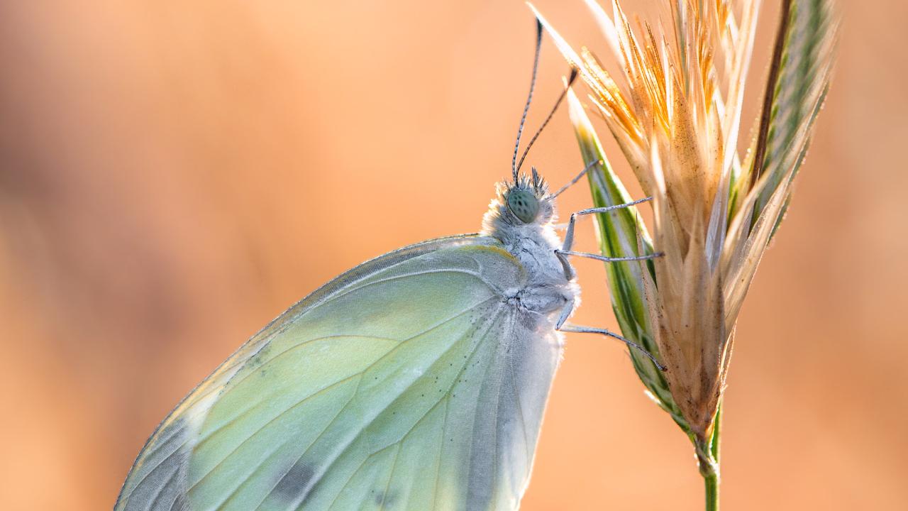 Cabbage White Butterfly. Christos Zoumides, CC0, via Wikimedia Commons