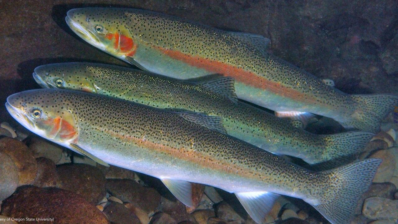 Three adult steelhead fish underwater.