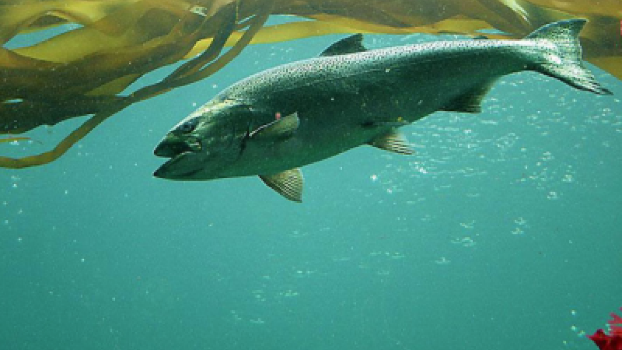 Chinook salmon