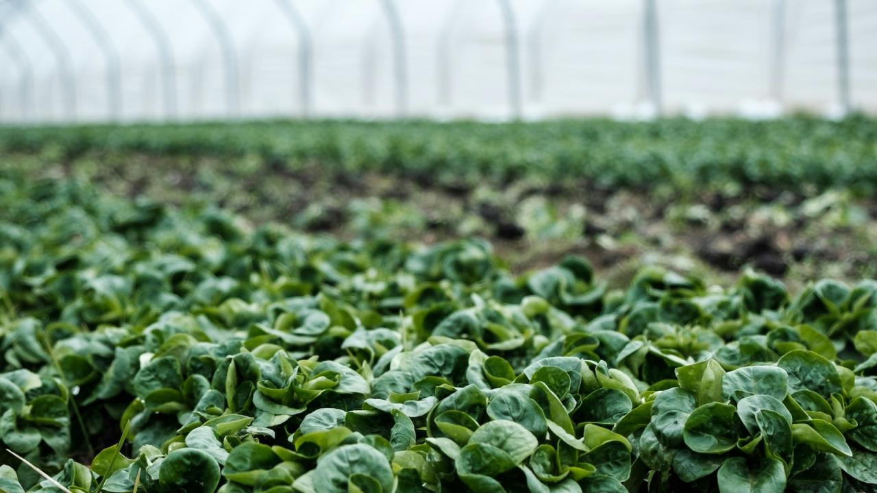 green crops