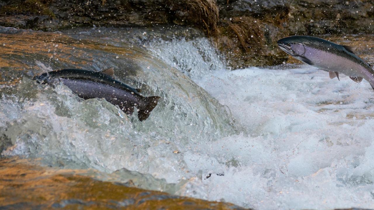fish leaping against flow of water to get upstream