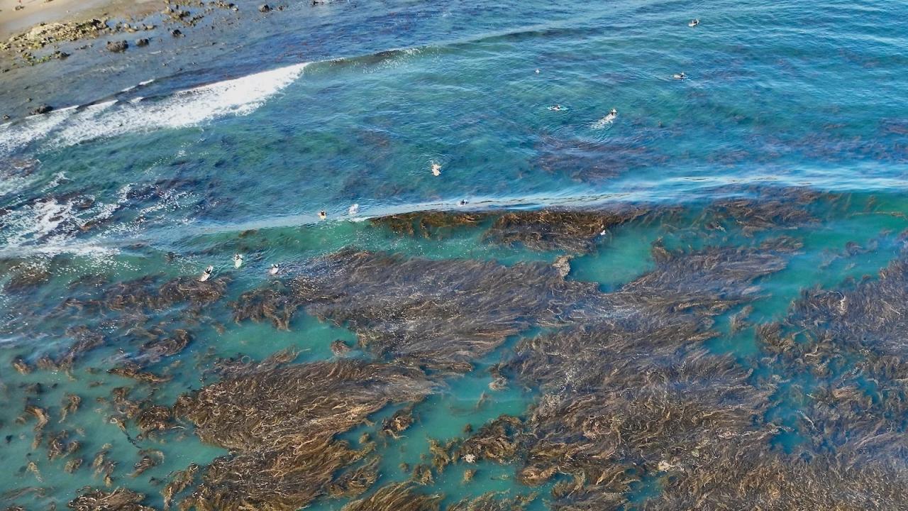 View of ocean from above with kelp. 