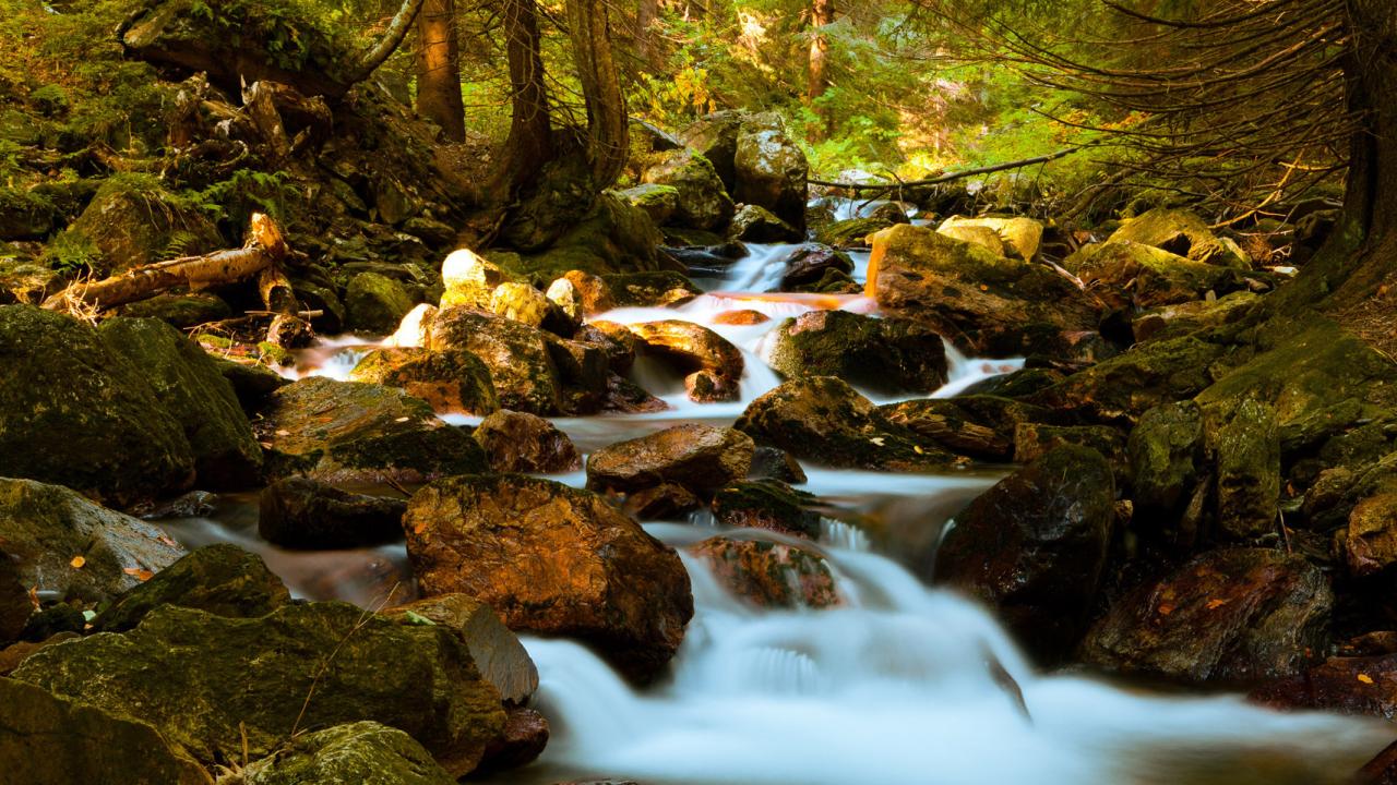 A mountain stream in a forest. (Public Domain CC1.0)
