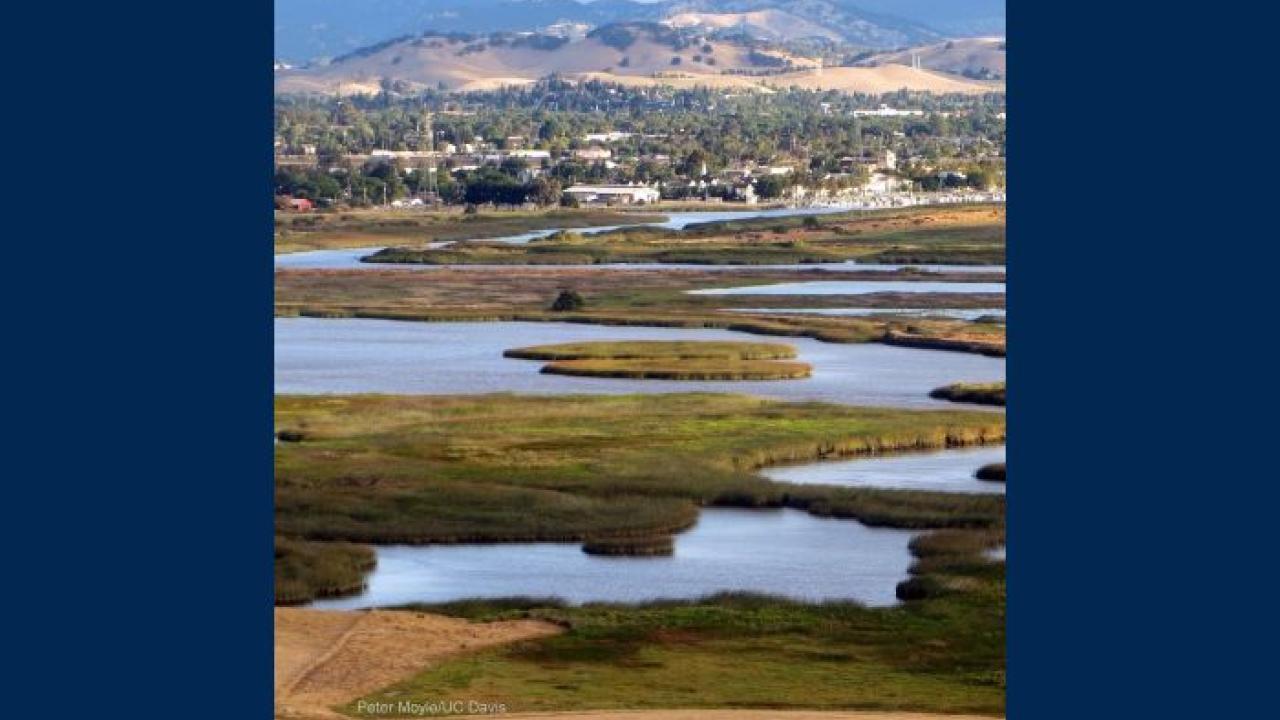 Suisun marshes