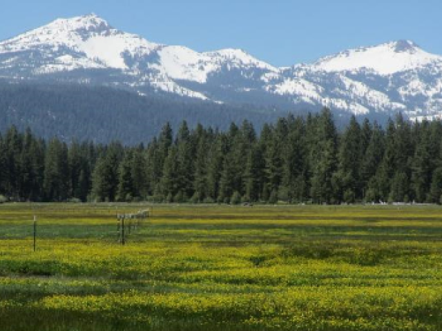 mountain meadow