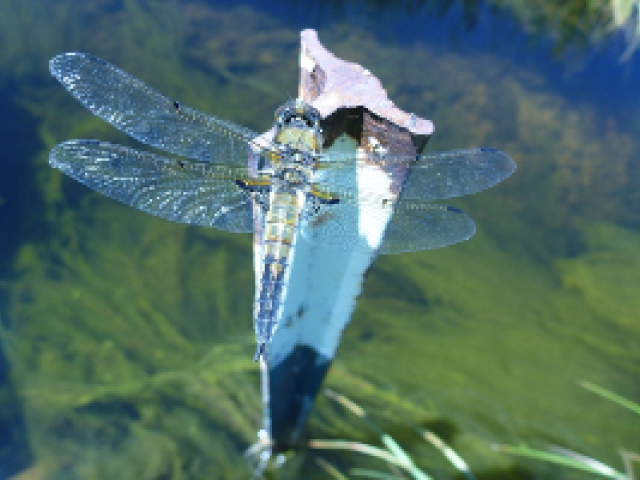 dragonfly