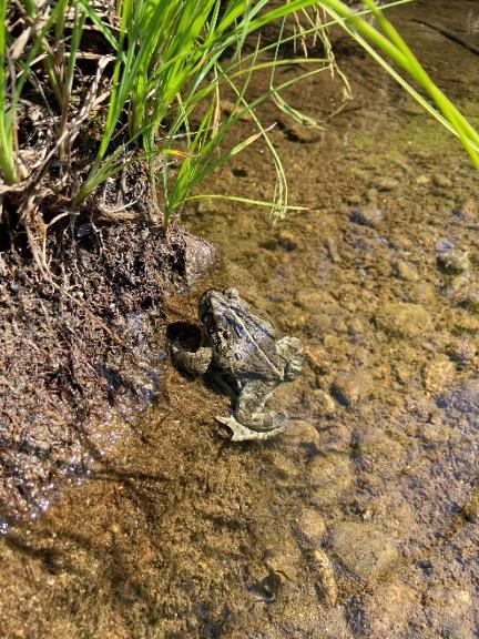 Western Toad in Van Norden Meadow.