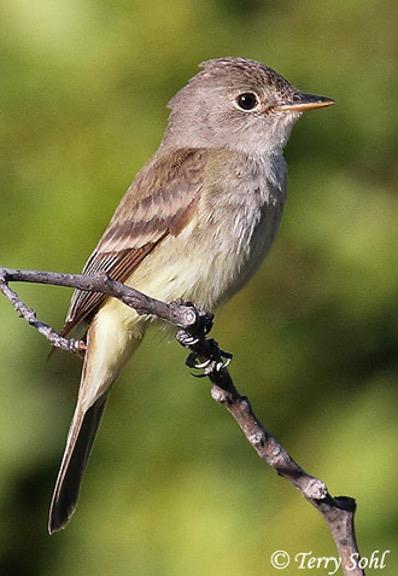 Willow Flycatcher