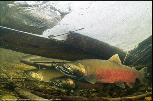 fish