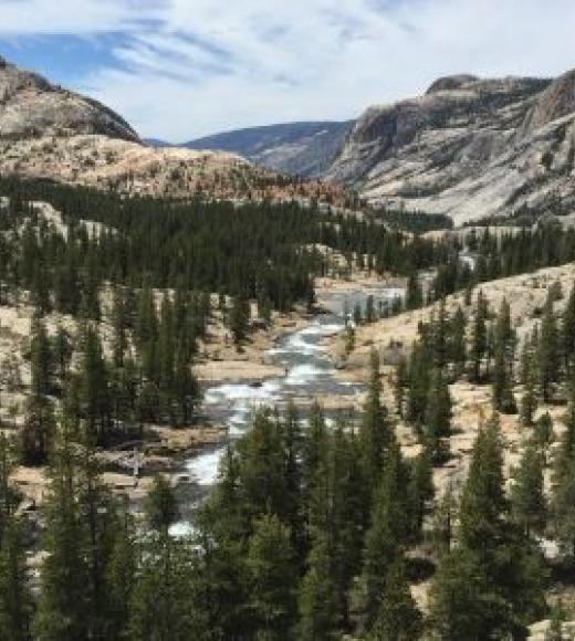 View of a river and trees from above