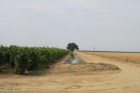 orchard space planted vs unplanted