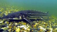 Adult Green Sturgeon