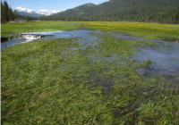 childs meadow BDA during spring flows