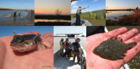 Collage of Suisun Marsh Fishes