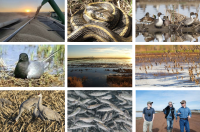 An array of pictures for "A Conservation Footprint for California Rice Acres, locations, and management practices of ricelands to support multiple species of wildlife in the Central Valley, California"