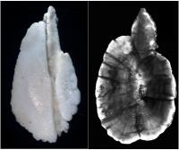 whole versus sectioned otoliths