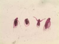 Zooplankton close up