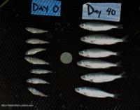 40-day salmon growth in flooded rice field