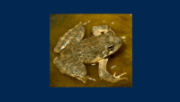 Pulsed Flow Effects on Foothill Yellow-legged Frog