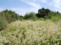 Researcher amongst Pepperweed