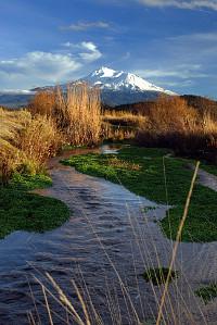 stream with reeds